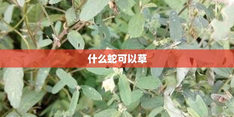 什么蛇可以草