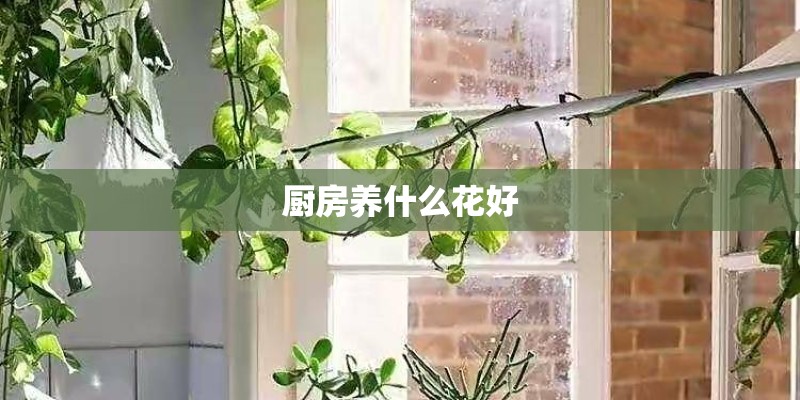 厨房养什么花好