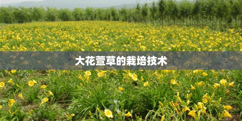 大花萱草的栽培技术