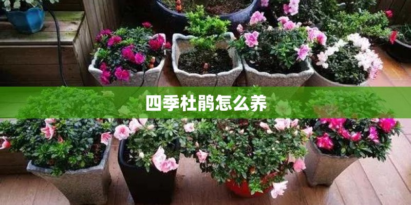 四季杜鹃怎么养