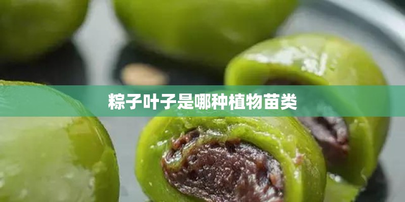 粽子叶子是哪种植物苗类