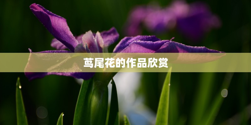 茑尾花的作品欣赏