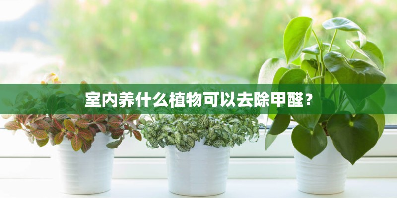 室内养什么植物可以去除甲醛？