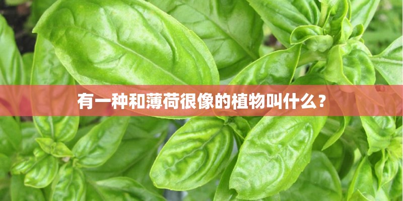 有一种和薄荷很像的植物叫什么？