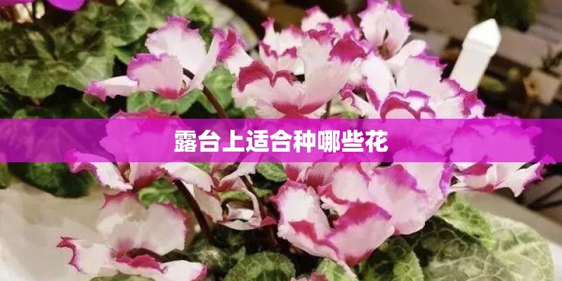露台上适合种哪些花