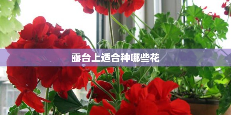 露台上适合种哪些花