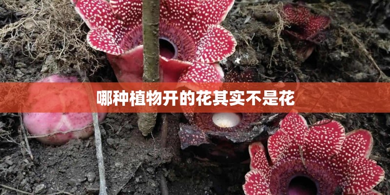 哪种植物开的花其实不是花