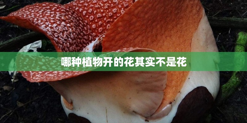 哪种植物开的花其实不是花