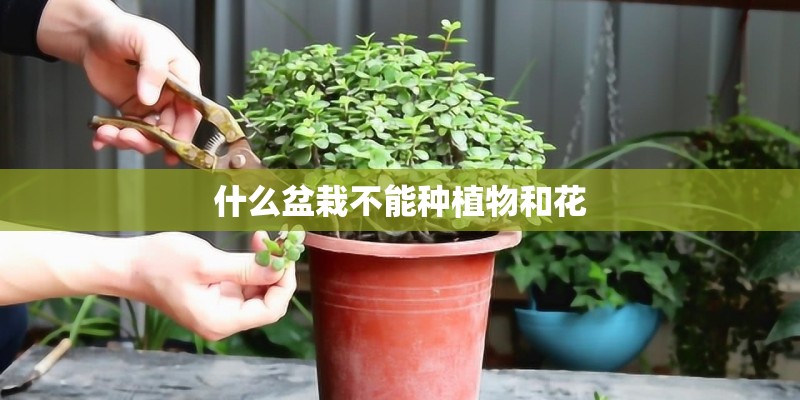 什么盆栽不能种植物和花