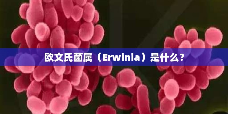 欧文氏菌属（Erwinia）是什么？