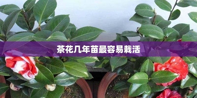 茶花几年苗最容易栽活