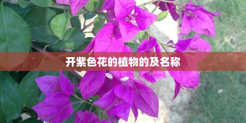 开紫色花的植物的及名称