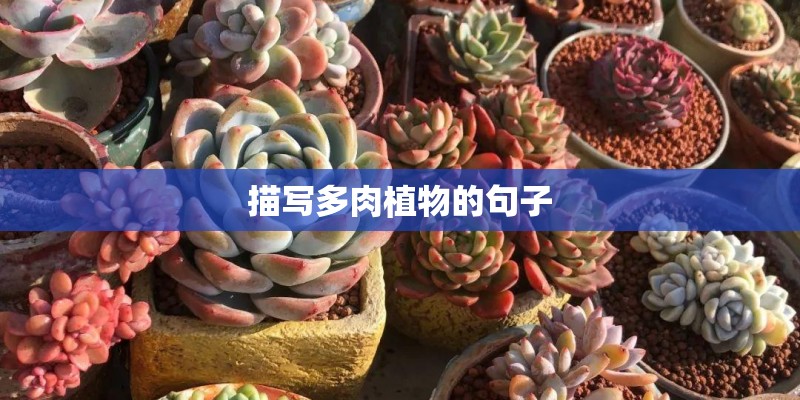 描写多肉植物的句子