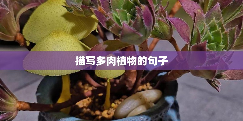 描写多肉植物的句子