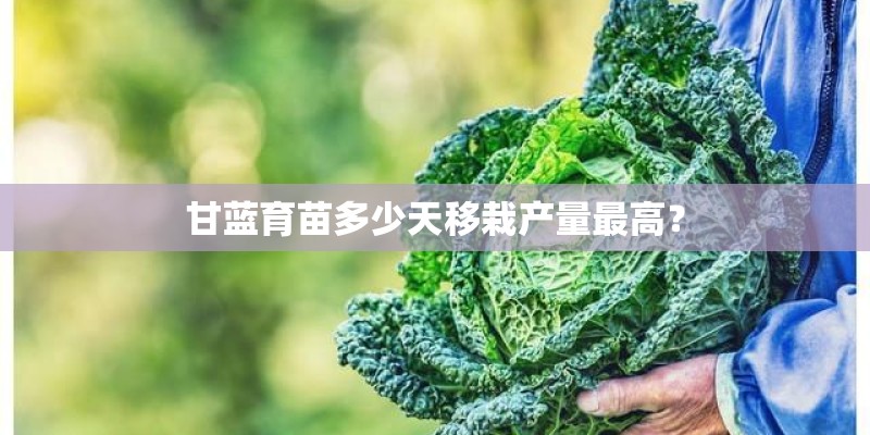 甘蓝育苗多少天移栽产量最高？