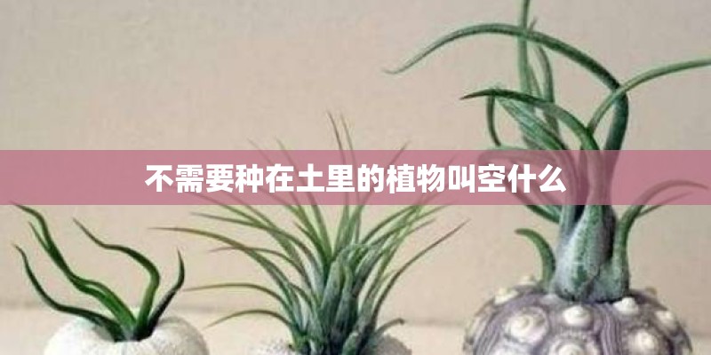黑叶轮藻种植方式？