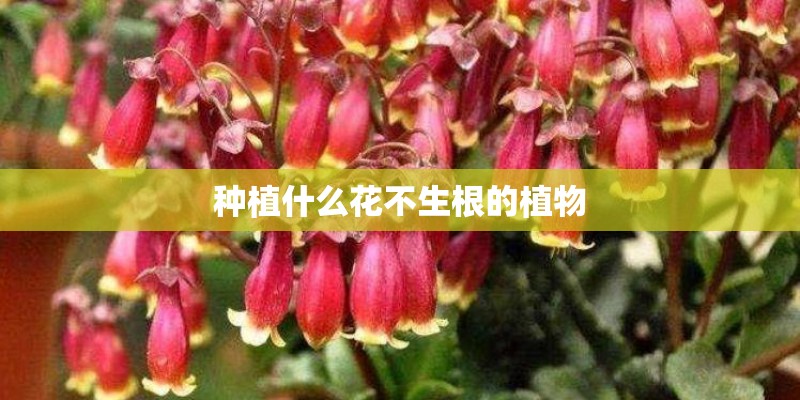 种植什么花不生根的植物 种植什么花不生根的植物