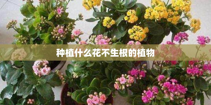 种植什么花不生根的植物 种植什么花不生根的植物