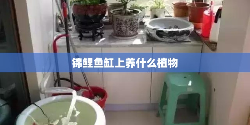 锦鲤鱼缸上养什么植物
