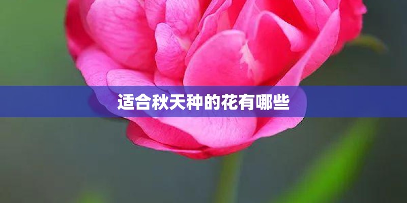 适合秋天种的花有哪些