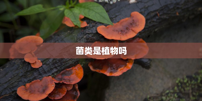 菌类是植物吗