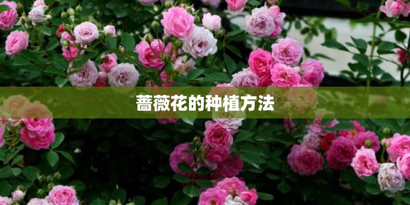 蔷薇花的种植方法