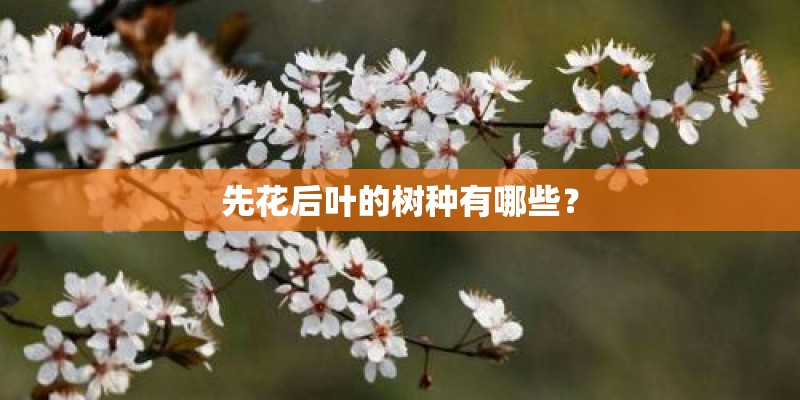 先花后叶的树种有哪些？