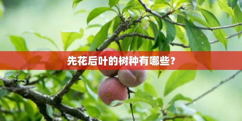在农村承包山林种植油茶有前景吗？