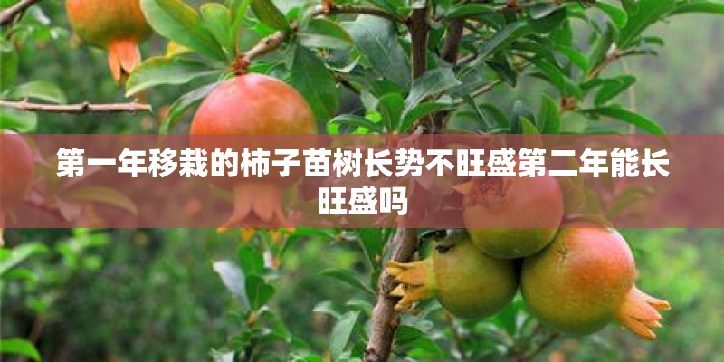 第一年移栽的柿子苗树长势不旺盛第二年能长旺盛吗