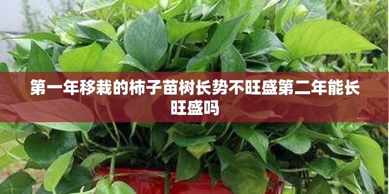 第一年移栽的柿子苗树长势不旺盛第二年能长旺盛吗