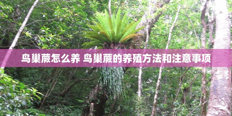鸟巢蕨怎么养 鸟巢蕨的养殖方法和注意事项