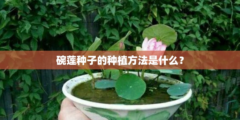 碗莲种子的种植方法是什么？