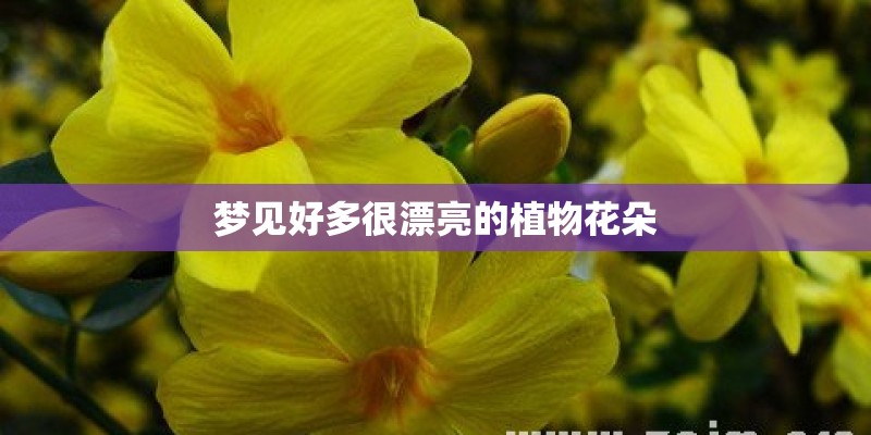 梦见好多很漂亮的植物花朵