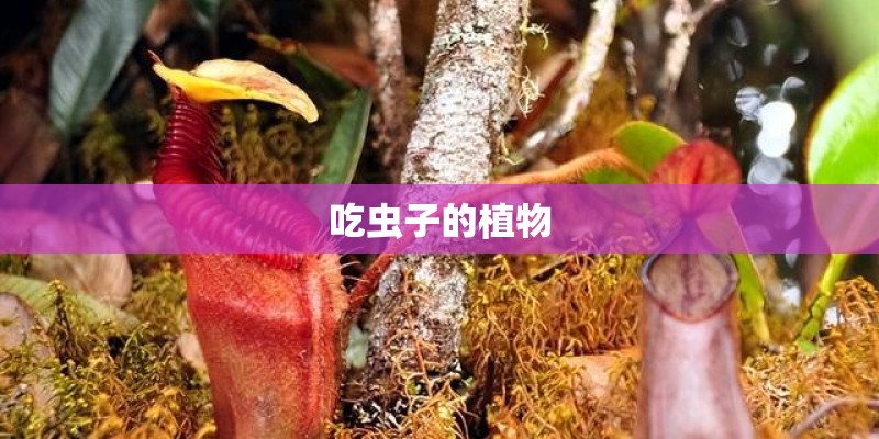 吃虫子的植物