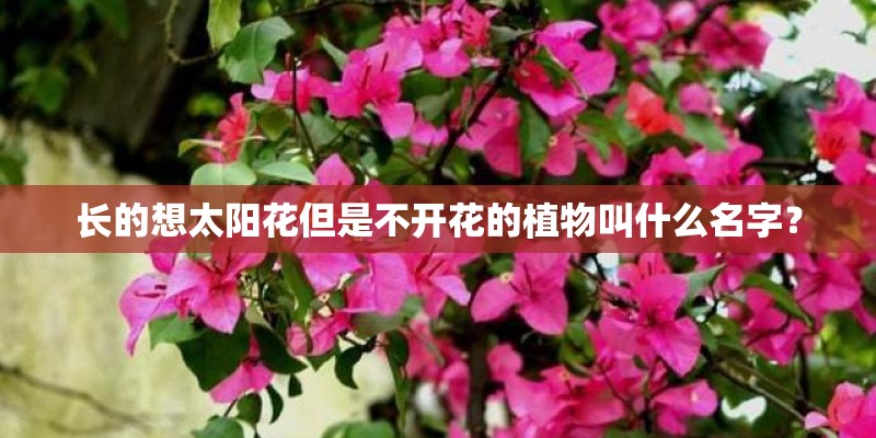 长的想太阳花但是不开花的植物叫什么名字？