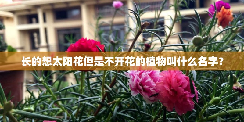 长的想太阳花但是不开花的植物叫什么名字？