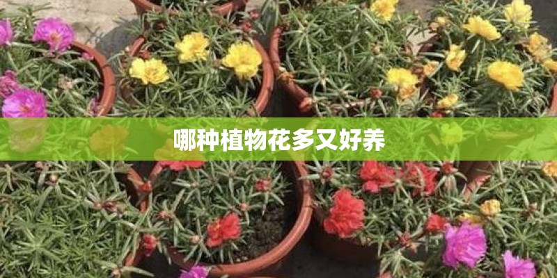 哪种植物花多又好养