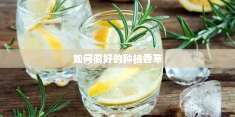 如何很好的种植香草