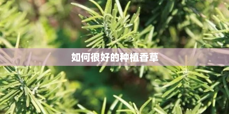 如何很好的种植香草