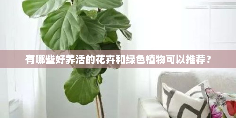 有哪些好养活的花卉和绿色植物可以推荐？