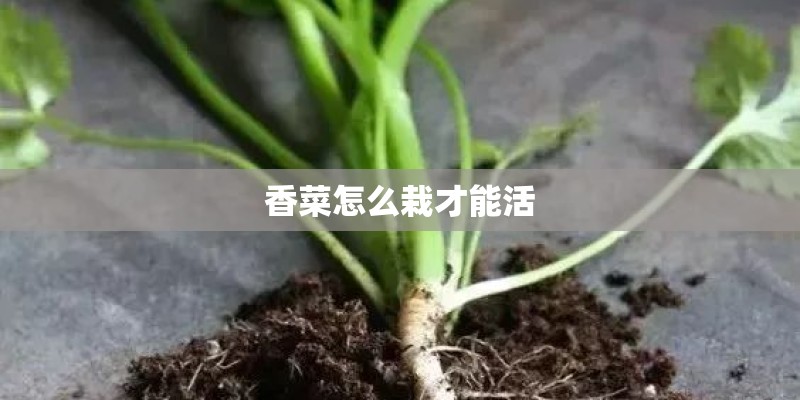 香菜怎么栽才能活