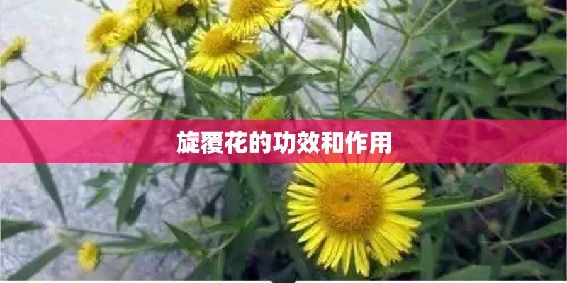 旋覆花的功效和作用