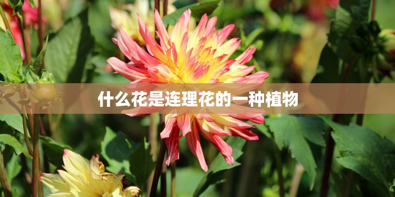什么花是连理花的一种植物