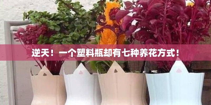 逆天!一个塑料瓶却有七种养花方式! 逆天!一个塑料瓶却有七种养花方式!