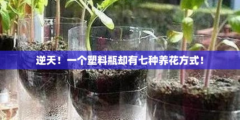 逆天!一个塑料瓶却有七种养花方式! 逆天!一个塑料瓶却有七种养花方式!