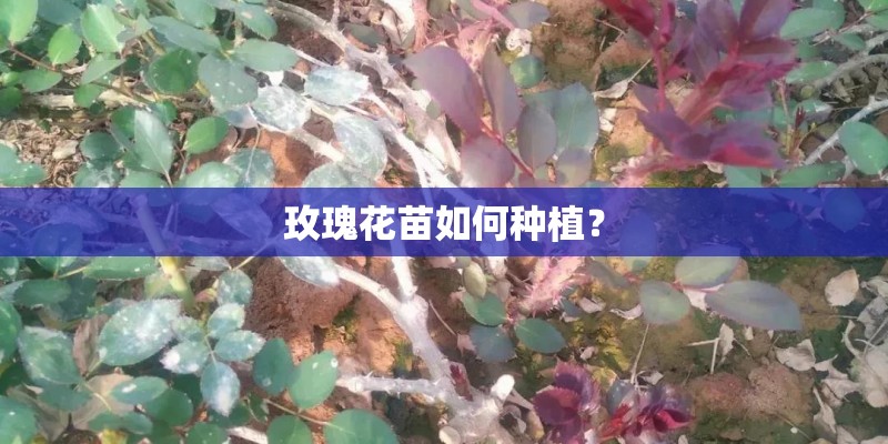 玫瑰花苗如何种植？