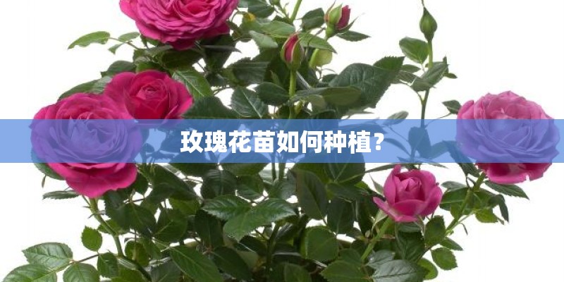 玫瑰花苗如何种植？