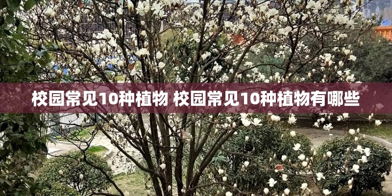 校园常见10种植物 校园常见10种植物有哪些