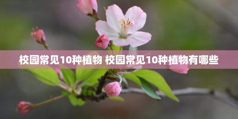 校园常见10种植物 校园常见10种植物有哪些