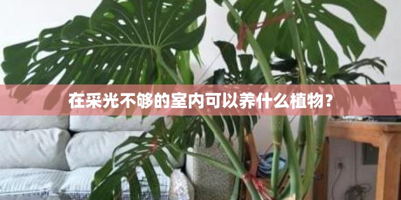 在采光不够的室内可以养什么植物？